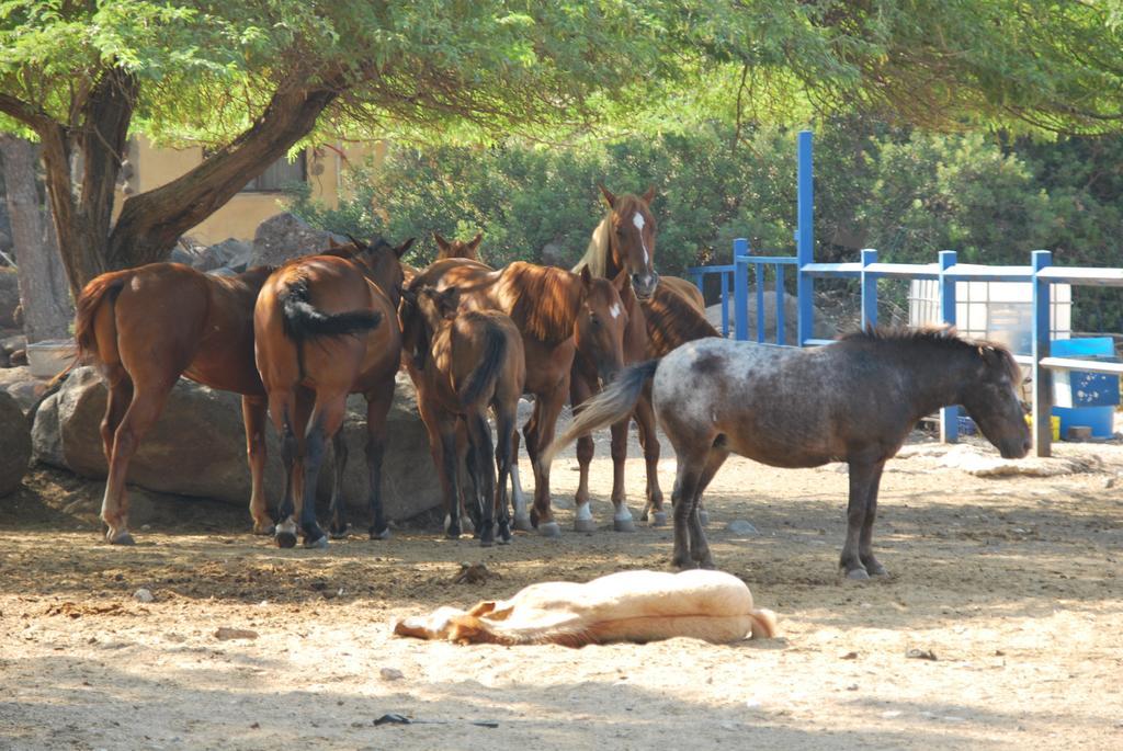 Vered Hagalil Holiday Village Hotel Chorazim Esterno foto