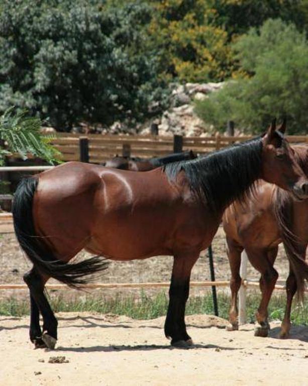 Vered Hagalil Holiday Village Hotel Chorazim Esterno foto